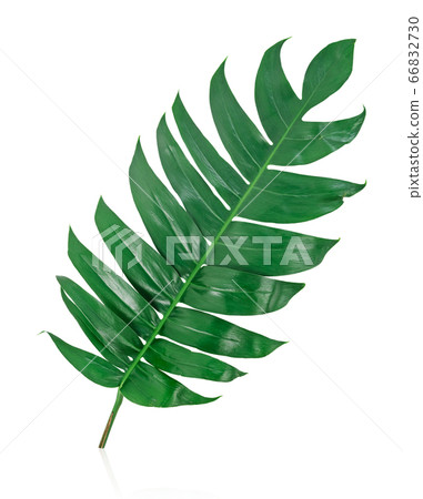 green leaf isolated on white. green leaf isolated on white. 66832730