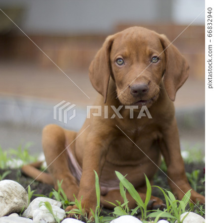 Puppy in the yard Puppy in the yard 66832940