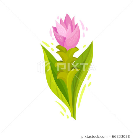 Flowering Plant of Turmeric with Green Leaves and Stem Vector Illustration 66833028