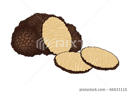Truffle and Thin Slices as Subterranean Ascomycete Fungus Vector Illustration 66833118