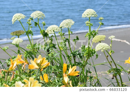 Hokkaido white flowers and yellow daylilies against the background of the blue sea and sandy beach June [shooting location: Northern Hokkaido] 66833120