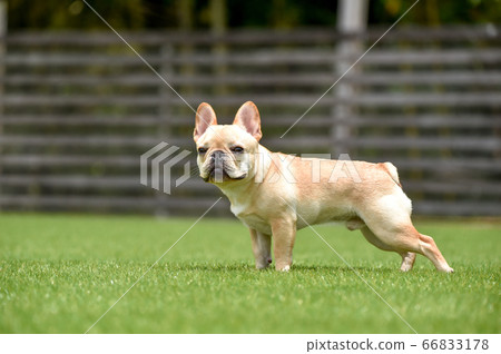 French bulldog playing in dog run French bulldog playing in dog run 66833178