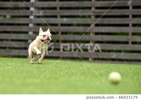 French bulldog playing in dog run French bulldog playing in dog run 66833179