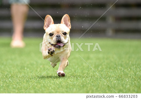 法國鬥牛犬玩狗跑 66833203