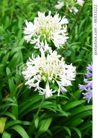 White Agapanthus (Inapertus) 66833222