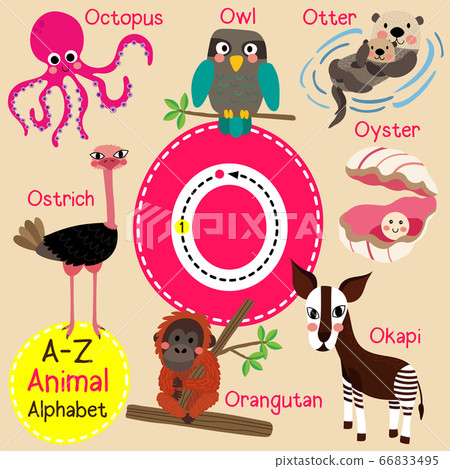 Letter O tracing English vocabulary flashcard vector illustration.  66833495