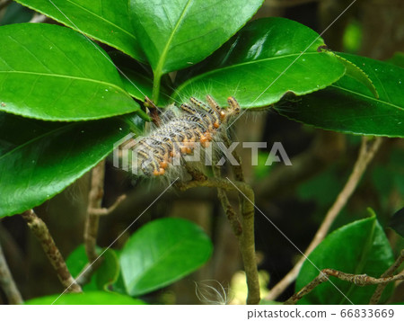 山茶花與茶毒蛾 照片素材 圖片 圖庫