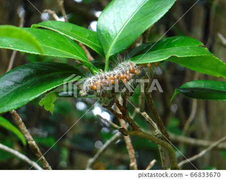Camellia with tea venom moth Camellia with tea venom moth 66833670