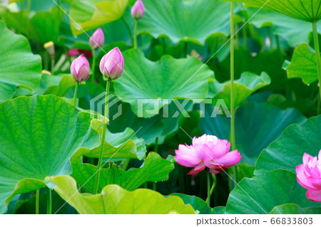 Lotus Lotus 66833803