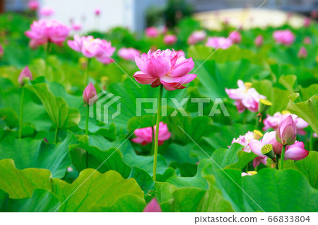 Lotus Lotus 66833804