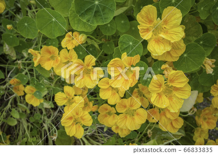 Full bloom blooming lotus (Jin lotus flower) (June) 66833835