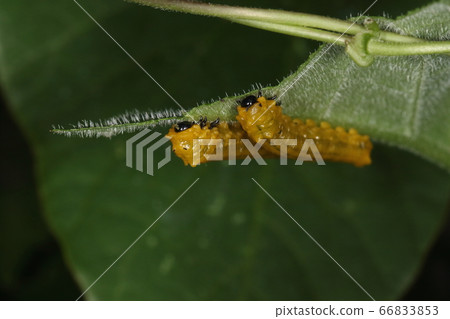 Creatures Insects, bees, larvae. Line up with friends and eat 66833853