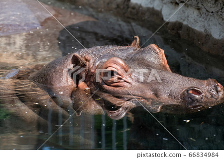 Hippopotamus looking out from the water surface Hippopotamus looking out from the water surface 66834984