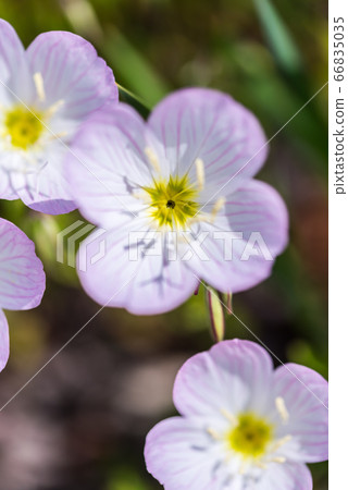 從鳥瞰的希爾扎啄木鳥 66835035