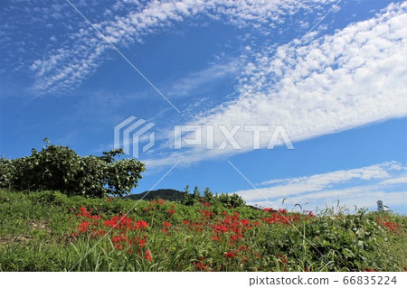 秋季天空藍天高曼陀羅 66835224
