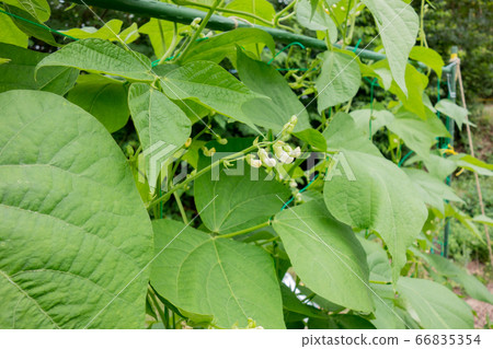 在菜園裡種植葡萄 66835354