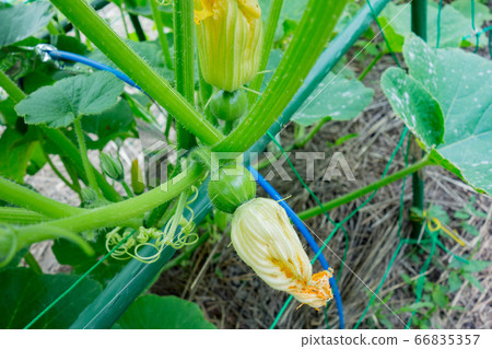在菜園裡種植南瓜 66835357