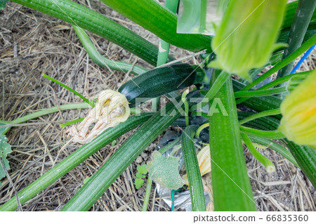 Cultivation of zucchini in the kitchen garden 66835360