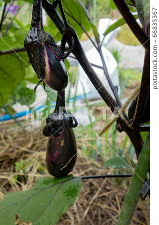Cultivation of eggplant in the vegetable garden, eggplant fruit Cultivation of eggplant in the vegetable garden, eggplant fruit 66835367