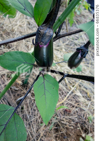 在菜園裡種植茄子，茄子果實 66835376
