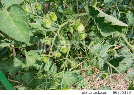 Cultivation of tomatoes in the kitchen garden 66835389