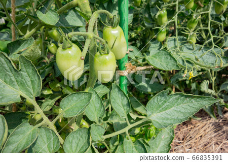 Cultivation of tomatoes in the kitchen garden 66835391