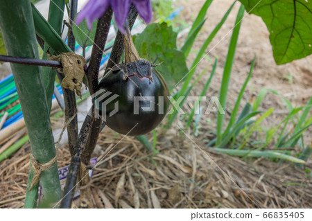 Cultivation of eggplant in the vegetable garden, eggplant fruit Cultivation of eggplant in the vegetable garden, eggplant fruit 66835405