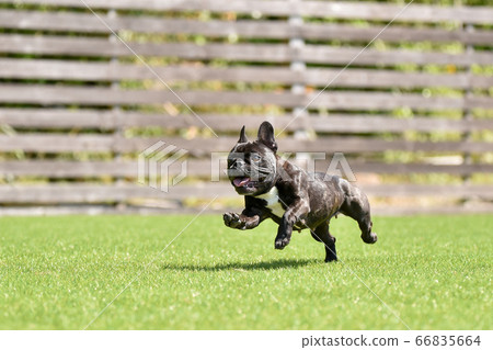 法國鬥牛犬玩狗跑 法國鬥牛犬玩狗跑 66835664