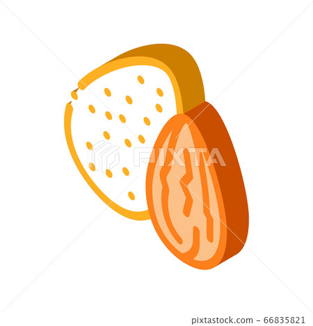 almond nut icon vector outline illustration almond nut icon vector outline illustration 66835821