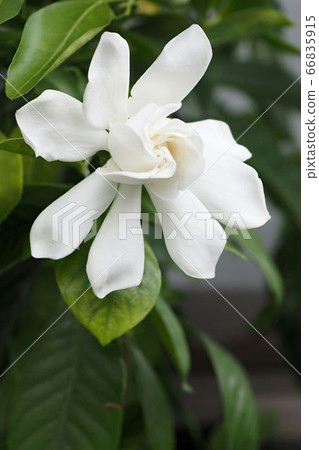 梔子花〉 66835915