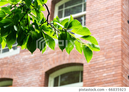 Rain garden 66835923