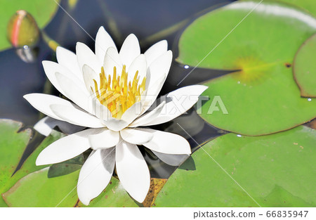 Blooming water lily Blooming water lily 66835947