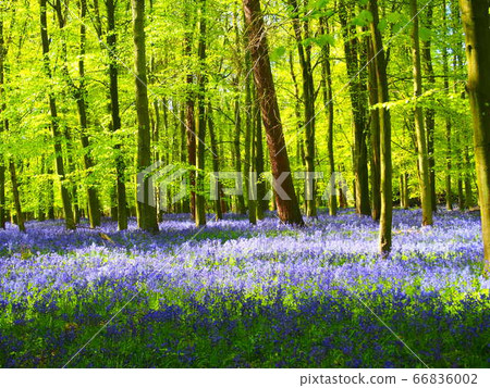 Fairy Forest Bluebell 01 66836002