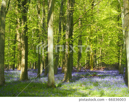 Fairy Forest Bluebell 02 66836003
