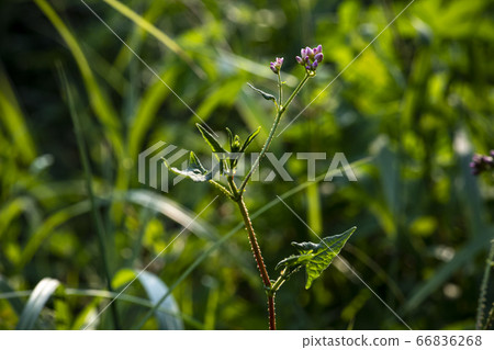 Korean wildflowers 66836268
