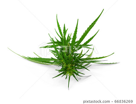 Fresh marijuana bud isolated on white background 66836269