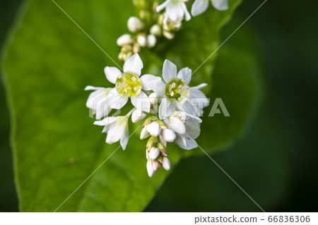 Korean wildflowers 66836306