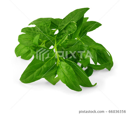 Andrographis paniculata plant on white background. Andrographis paniculata plant on white background. 66836356