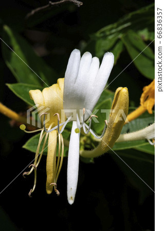 韓國野花 66836357