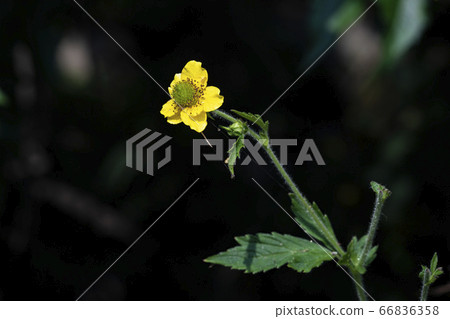 韓國野花 韓國野花 66836358