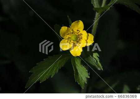 Korean wildflowers Korean wildflowers 66836369