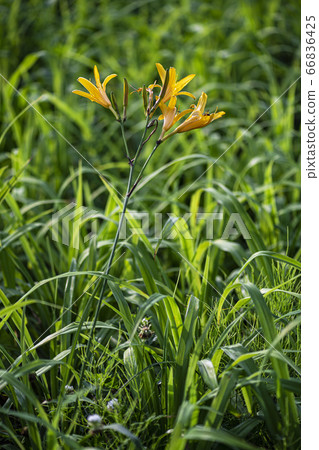 Korean wildflowers Korean wildflowers 66836425