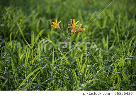 Korean wildflowers 66836426