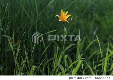 Korean wildflowers 66836433