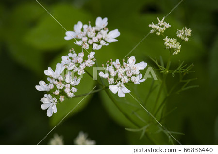 韓國野花 66836440