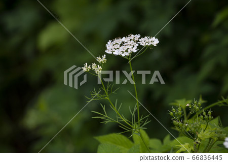 Korean wildflowers Korean wildflowers 66836445