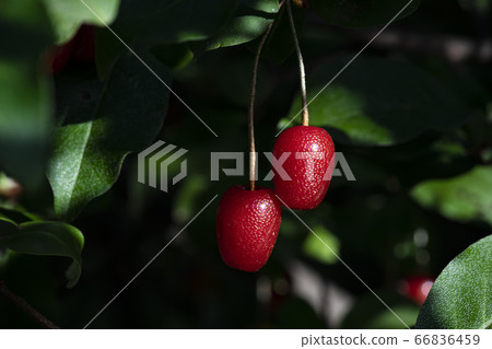 Korean wildflowers 66836459