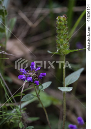 Korean wildflowers 66836504