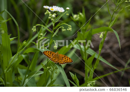 Korean wildflowers Korean wildflowers 66836546
