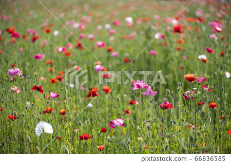 Korean wildflowers Korean wildflowers 66836585